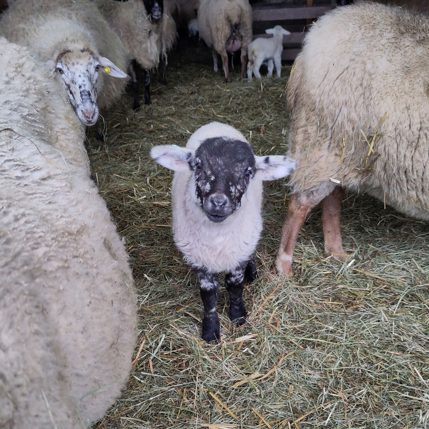 Agneau dans un élevage de brebis produisant de la laine locale dans les Monts du Lyonnais